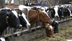 Мировой рынок идентификации скота к 2030 году достигнет $3,6 млрд